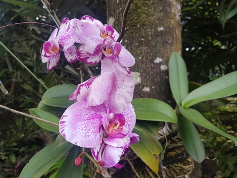 Doritaenopsis artificial hybrid genus plant or moon orchid.