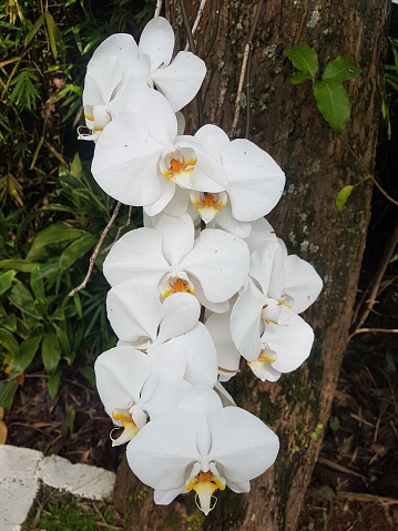 Phalaenopsis amabilis, commonly known as the moon orchid  or moth orchid in India and as anggrek bulan in Indonesia