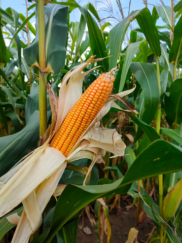 organically ripe corn or maize in the sweet corn field waiting for harvest.