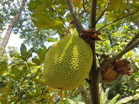 jackfruit hanging on a jackfruit tree
