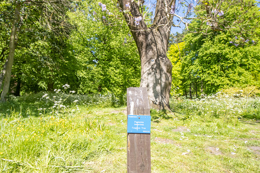 Foxglove Tree at Bute Park in Cardiff at South Glamorgan, Wales