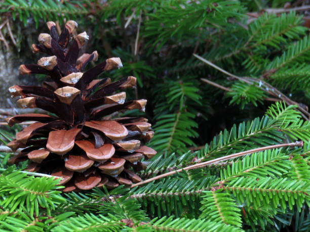 istock A pine cone on evergreen fir branches, Roccaraso, Abruzzo, Italy 1457343695