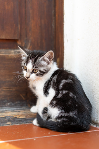 An unfortunate hungry homeless kitten sits on the threshold in front of the door. Animal life in an urban environment, the need for shelter concept