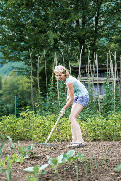 istock Woman at Sunset Working in Summer Vegetable Garden 1457344071