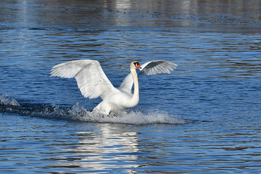 Mute swan creating a splash as it touches down on lake