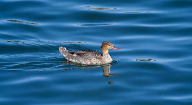 Female Red-breasted merganser swimming in Frognerkilen.