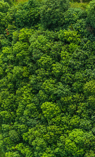 Aerial view down onto vibrant green forest canopy with leafy foliage.