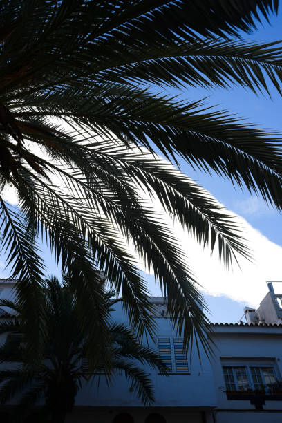 View of the celestial sky with backlit palm fronds