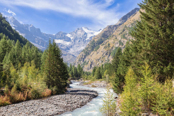 istock Stormy mountain water stream strives along gorge rapids, overgrown with evergreen pine forest in the National park Gran Paradiso. Aosta Valley, Italy 1457348675