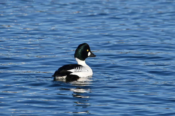 istock Male Common Golden-eye duck drake 1457349352