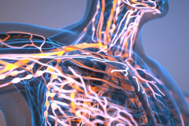 The lymphatic system illustration stock photo