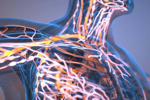 иллюстрация лимфатической системы - lymphatic system стоковые фото и изображения