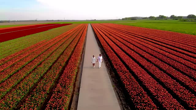 Couple of Men and women in tulip flower fields from above with a drone in the Netherlands