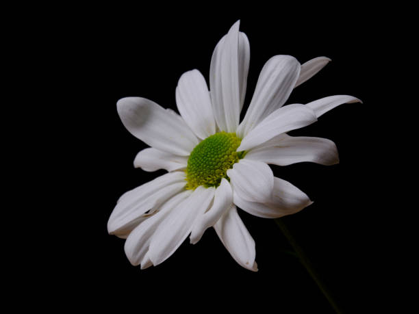 daisy flower isolated on black background