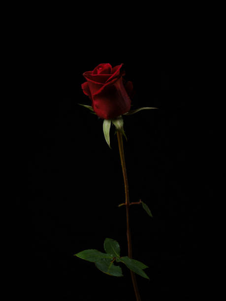 istock Single beautiful red rose isolated on black background 1457351298