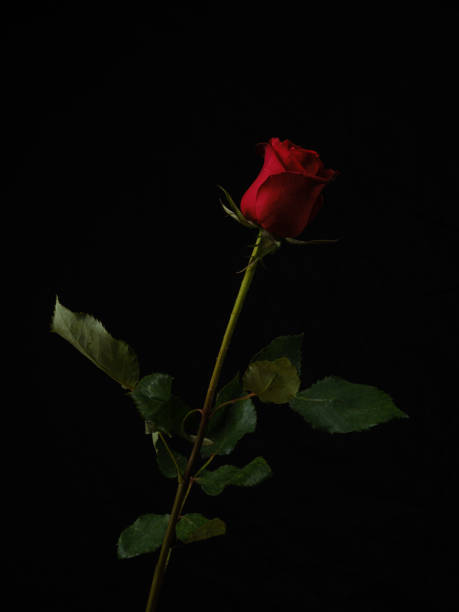 istock Single beautiful red rose isolated on black background 1457351300