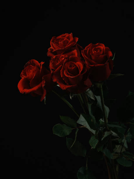 istock Beautiful red roses isolated on black background 1457351301