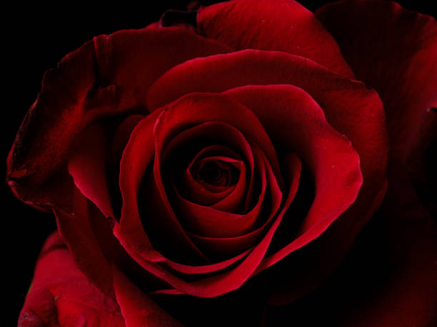 istock macro shot of a beautiful red rose 1457351708