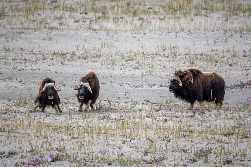 Group of three Musk Ox playing in arctic valley, Greenland