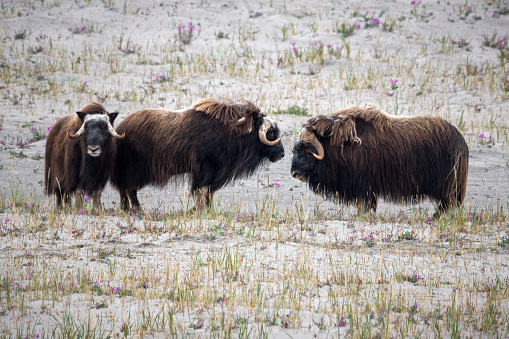 group of greenlandic Muskox in the tundra near Kangerlussuaq ice cap. Greenland. Musk ox are native to eastern arctic Canada and Greenland, but have been successfully introduced into several places, including Alaska, Iceland, and parts of northern Europe.