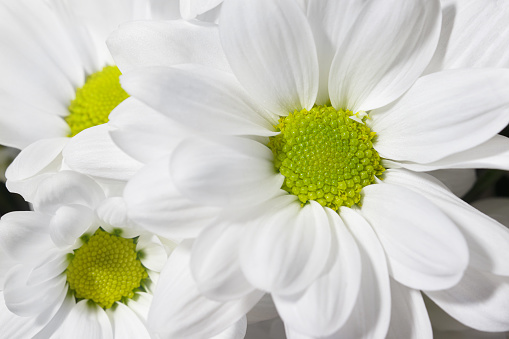 Beautiful Blossoming White Strawflower Isolated on White Background