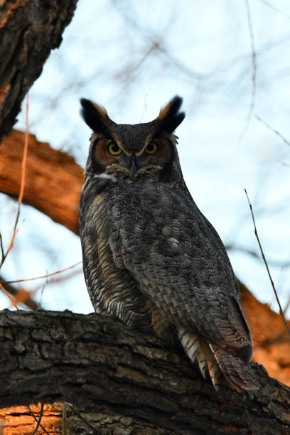 istock Great Horned Owl in the wild 1457358137