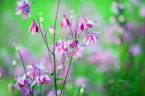 istock Aquilegia plant 1457358189