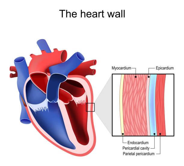 Heart wall. Pericardium structure Layers of Heart wall. Pericardium structure. Anatomy of pericardial sac. Vector illustration pericarditis stock illustrations