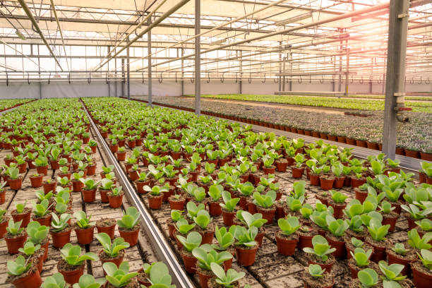 istock Industrial greenhouse 1457359388