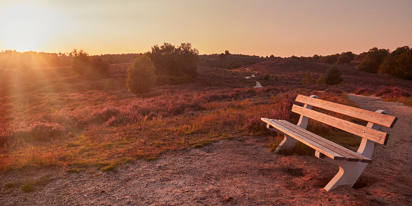 Bench during sunset in national park Veluwezoom with blooming purple heath on the Posbank hills