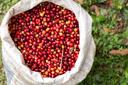 White sack full of ripe, bright red, freshly picked coffee beans.