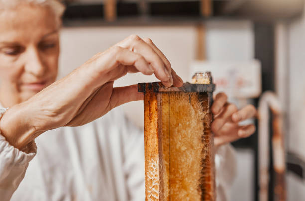 istock Beekeeper, honey and frame with manufacturing, production and working in a factory, workshop and bee farm. Agriculture worker, process honeycomb and farming natural resource in warehouse with farmer 1457361994
