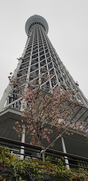 Tokyo, Japan in July 2019. Tokyo Sky tree formerly New Tokyo Tower is a broadcast, observation and restaurant tower in Sumida, Tokyo, Japan. This tower has been the tallest structure in Japan since 2010