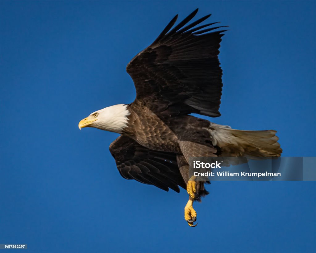 Bald Eagle in flight  on the Potomac River Eagle - Bird Stock Photo