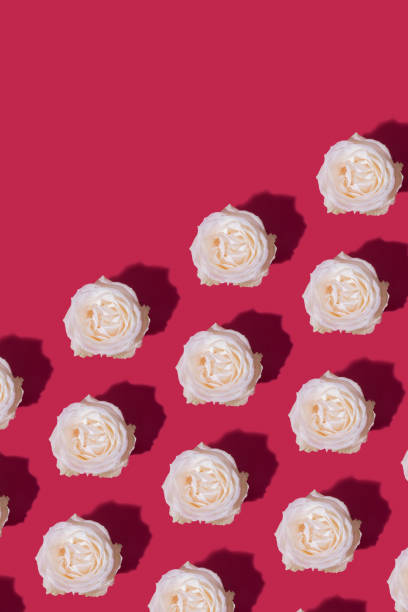 istock Rose bud pattern on viva magenta color background. Floral vertical background with copy space 1457364378