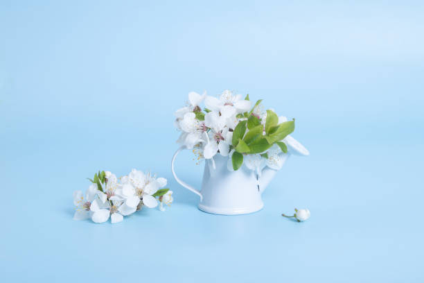 istock Still life composition from cherry bloom bouquet in a decorative watering can. Spring blossom 1457364408