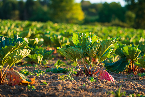 Fresh rhubarb growing in a field at sunrise. Concepts of organic farming, kitchen garden, sustainable vegetable gardening for self-sufficiency. Closeup, low-angle view.