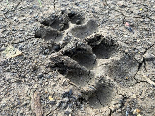 istock dog foot print on the ground 1457365532