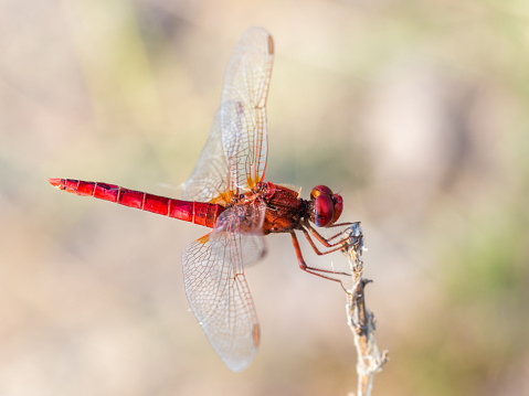 Red Dragonfly photographed in their natural environment.