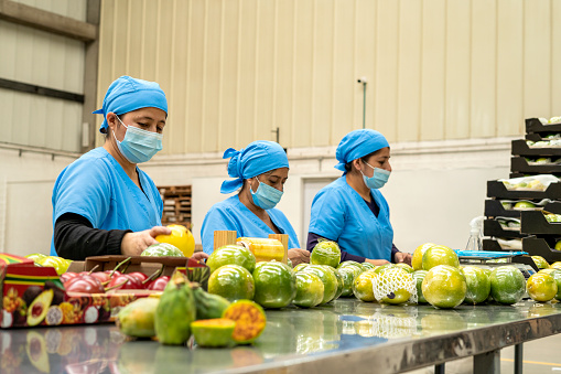 Uniformed women working in a factory while packing and marking fruits in boxes.
