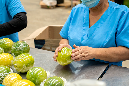 Close-up of women's hands working in a factory while packing and marking fruit into boxes.