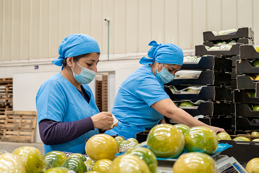 Latina women in uniform working in a factory while packing fruit into boxes.