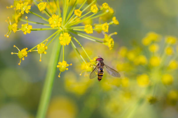 große schwebfliege - hoverfly nature white yellow stock-fotos und bilder