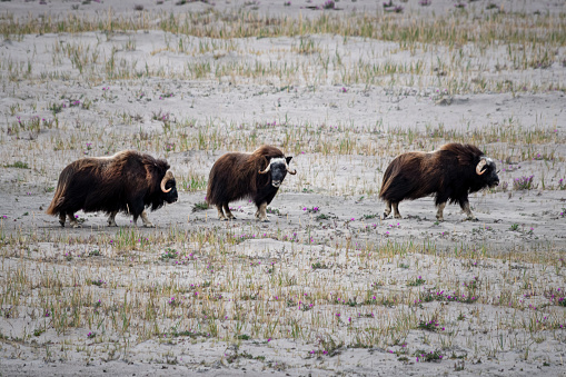 Group of three MuskOx  (Ovibos moschatus) walking in the tundra in Greenland near the Ice cap