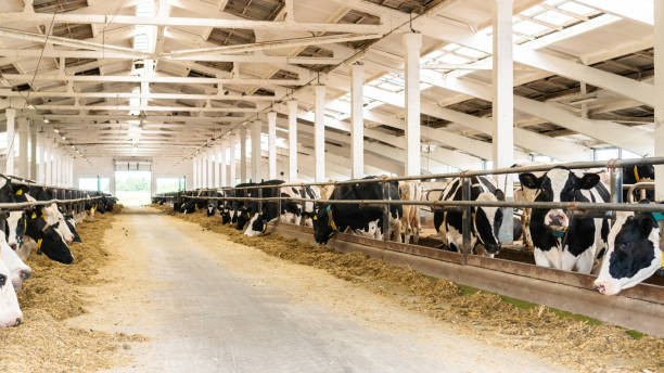 fienile coperto con primo piano di bestiame. le mucche holsteig mangiano insilati e integratori in una grande stalla in un allevamento di bestiame. allevamento di mucche in una fattoria di diario. - stabilimento caseario foto e immagini stock