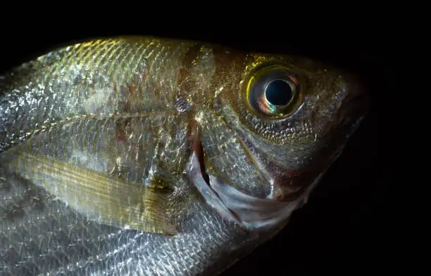 Close-up of a small bluefish, with silver scales, against a dark background. you can see the gills, a fin and an eye