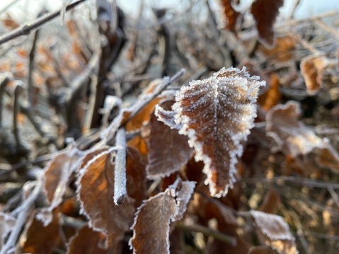 Autumn leaves in the frost