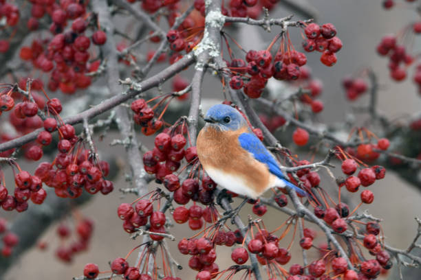 A colorful male Eastern Bluebird sits perched on a branch in a chokecherry tree
