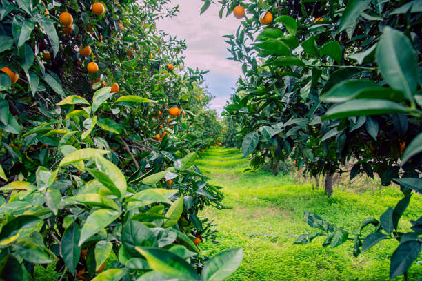 istock Orange garden and ripe oranges on tree branches. 1457375690