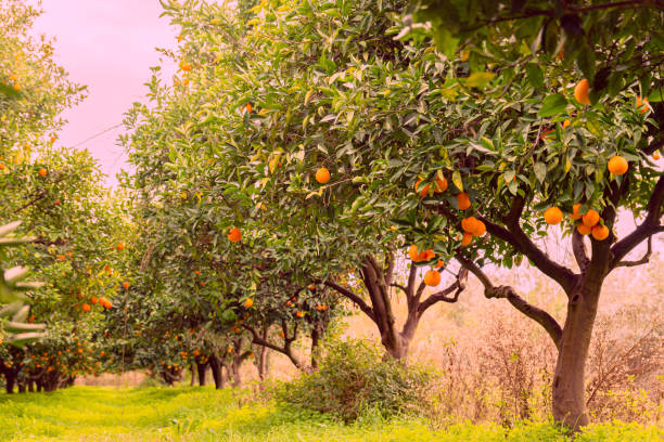 istock Orange garden and ripe oranges on tree branches. 1457375698